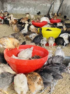 Golden misri chicks | Desi golden egg laying hen chuzay pathi
