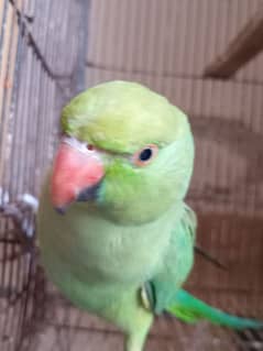 Parrot