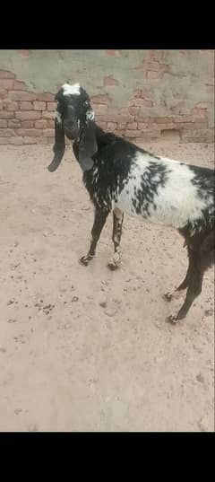 makhi cheeni female