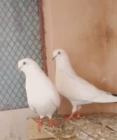 kaldumba pair