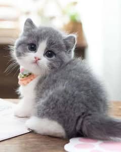 Persian