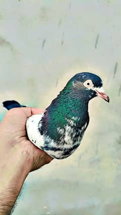 Teddy pigeon for sale in wah cantt