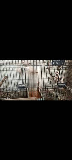 lovebird
