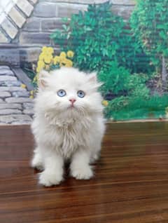Persian Punch face triple coat cat Kitten