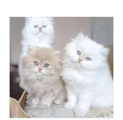 cash on delivery Persian kitten cats