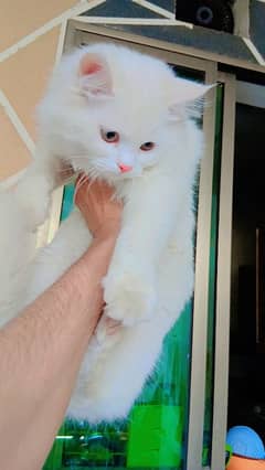 Cat pair for sale