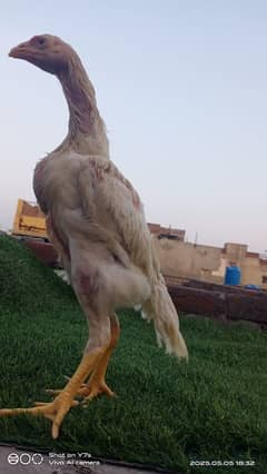 white O Shamo chicks