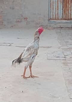 Band Gaddi Patha full Height