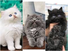 Persian Punch face triple coat cat Kitten