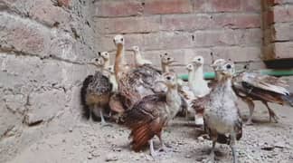 مور کے بچےفار سیل