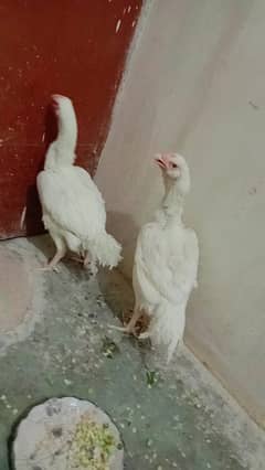 Aseel Shamoo | Shamoo Pair | Shamoo Murga | Galwa kandhari | Hens