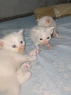 white blue and grey eye