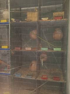 birds