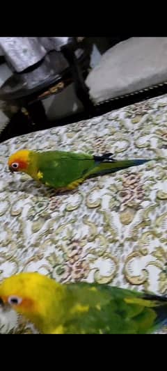 handtame suncnore pair,lorry tame,cages,raw,all birds contact WhatsApp