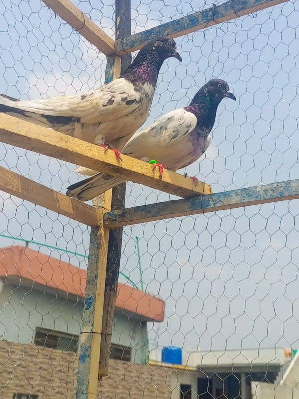 breeder pairs 6