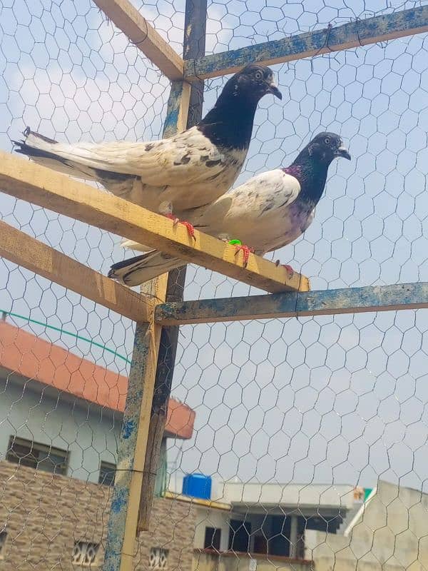 breeder pairs 7