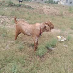 دوندے