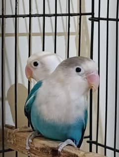 Love Brid confirm pairs