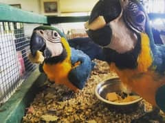 blue macaw parrot chicks for sale (03319448393)