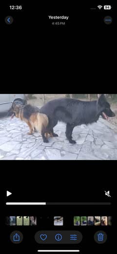 German shepherd long coat
