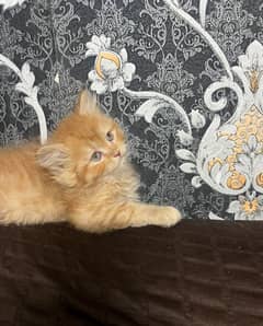 urgent sale kitten 03219945453