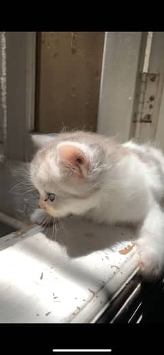 Kitten