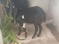 Bakra for sale 1 year old