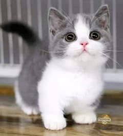Persian