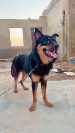 German Shepherd Male 03219210033