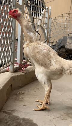 King white Shamo female