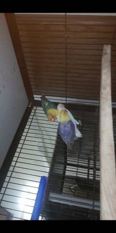 Parblue split ino into Albino red eyes