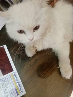 Persian Cat