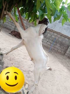 qubani