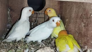 love bird in low price albino crimno and other mutation are available