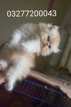 Pure pershion cfa Peki bloodline punch face Tripple coated kittens