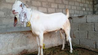 bakra karbni ka laya 4 dant