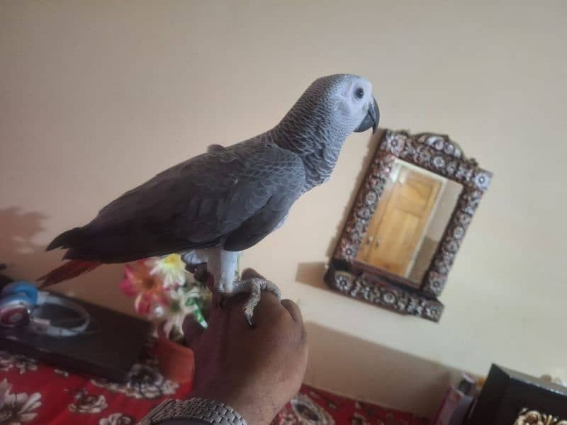African grey salf Age 5 manth male female Available 0