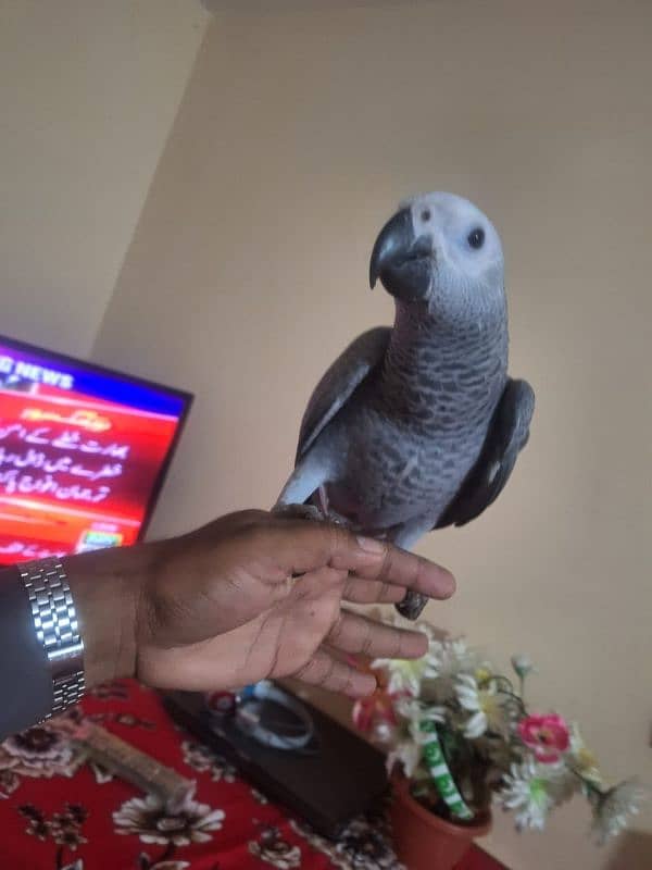 African grey salf Age 5 manth male female Available 1