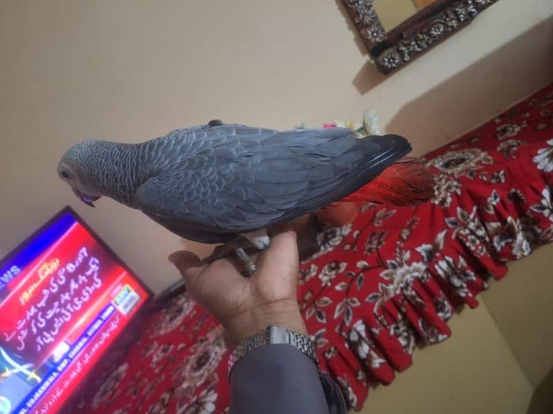 African grey salf Age 5 manth male female Available 3