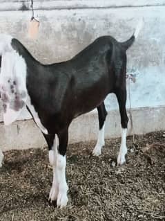 khassi