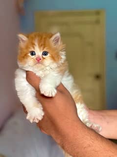 Persian