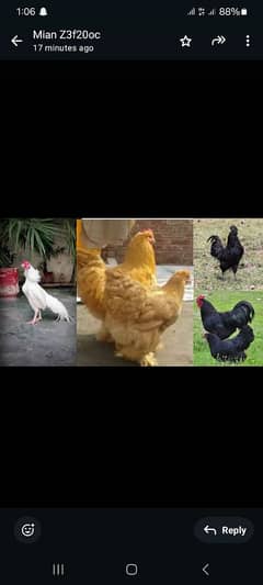 ayam