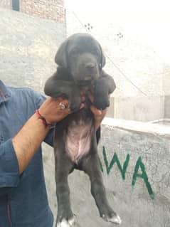 labrador