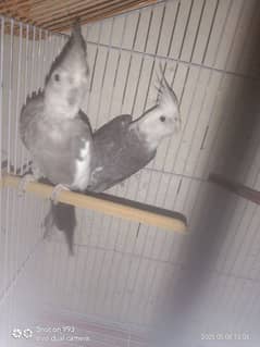 cocktail parrot pair with cage sell