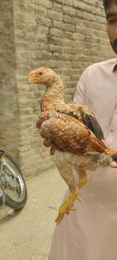 shamo and parrot beak for sale
