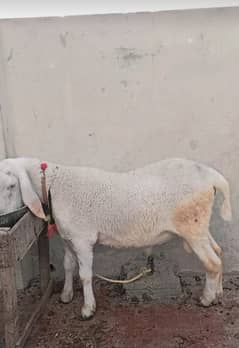 for sale