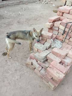 khatarnak dog bagiyard