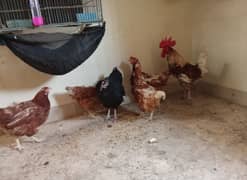 1 male 5 female lohmann num:03332195995