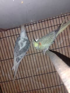 cocktail breeder pair,budgies exhibition,love birds opline,cremino