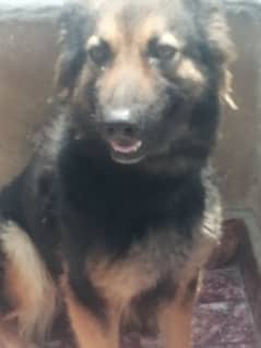 Dog